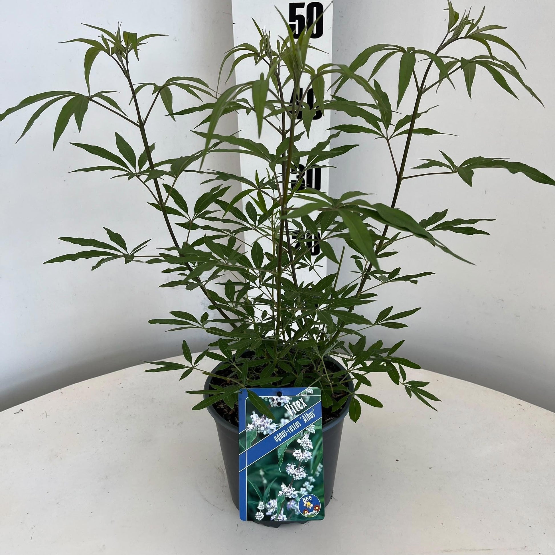 Vitex agnus-castus 45cm 17cm Pot
