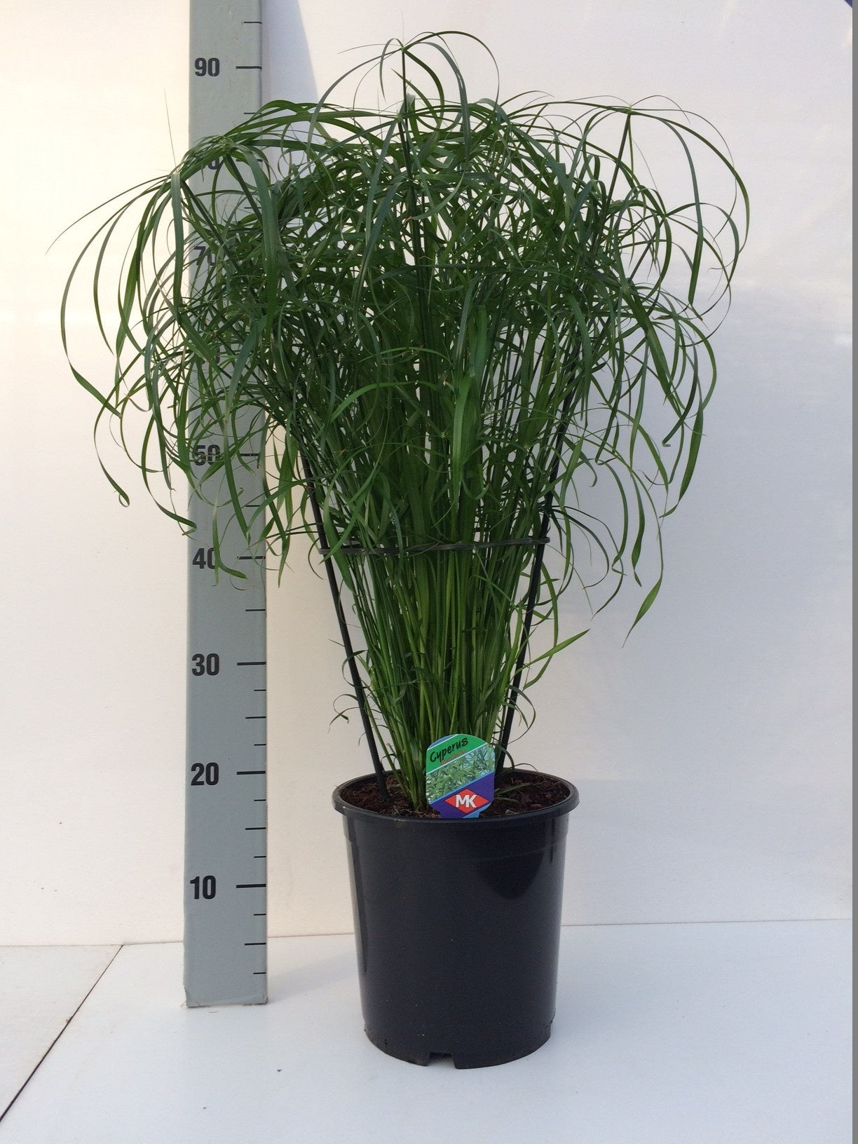 Cyperus alternifolius 75cm 21cm Pot