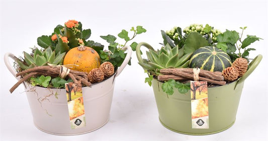 arr. Sierfruit 19cm Pot