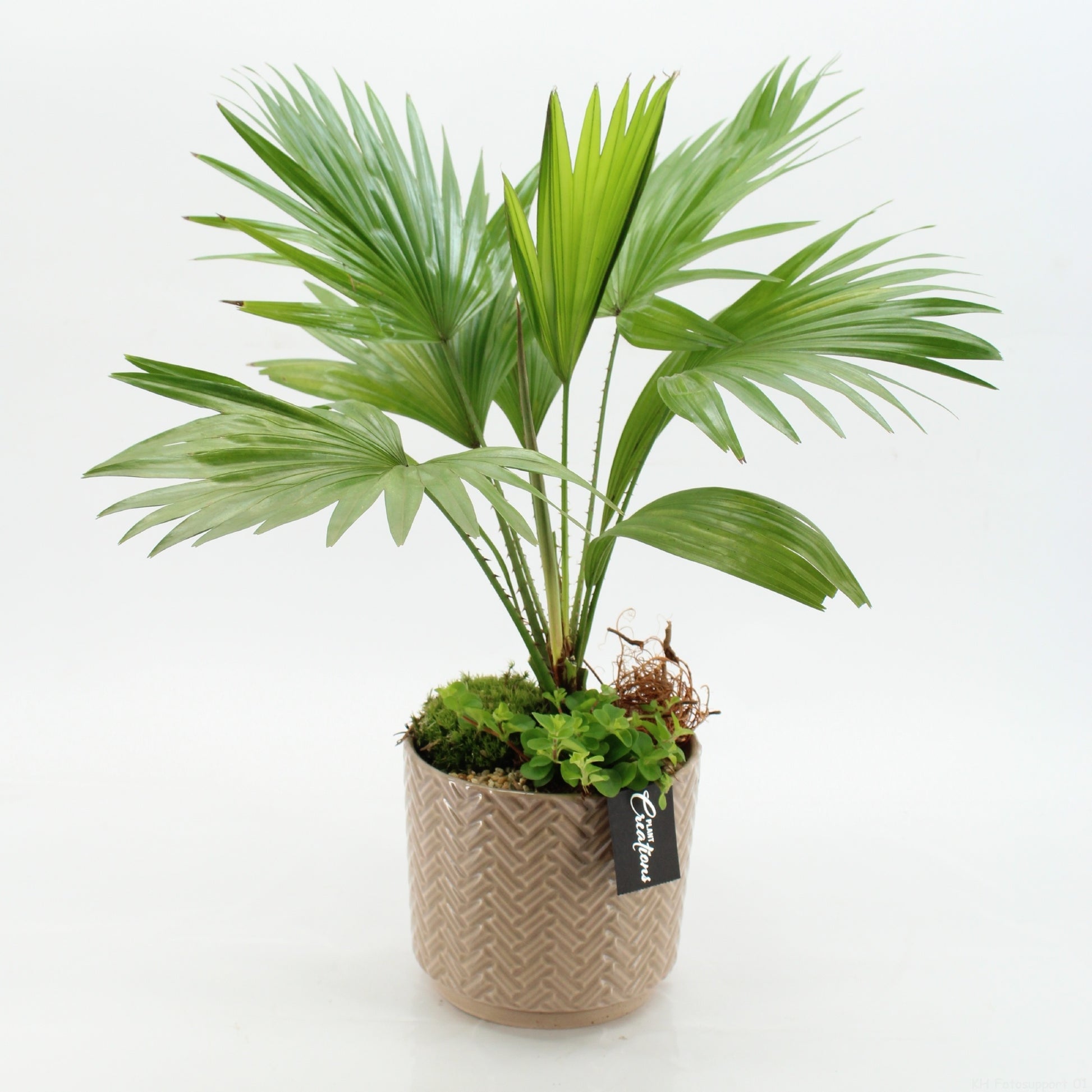 Indoor green arrangement 50cm 16cm Pot