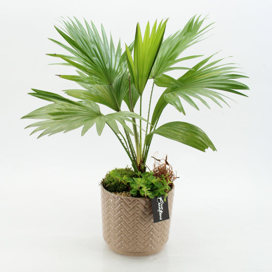 Indoor green arrangement 50cm 16cm Pot
