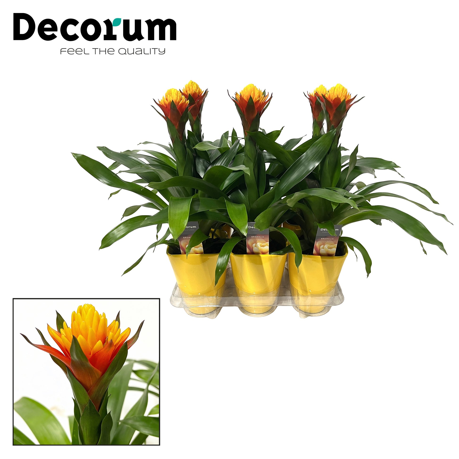 Guzmania Yeltix 50cm 14cm Pot