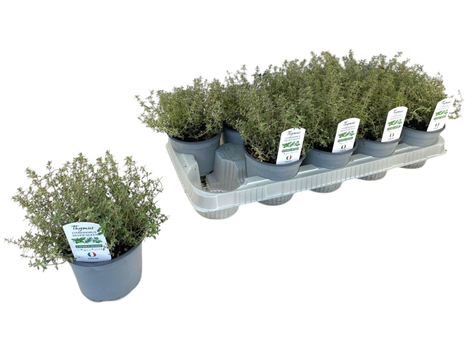 Thymus cit. Silver Queen 20cm 12cm Pot