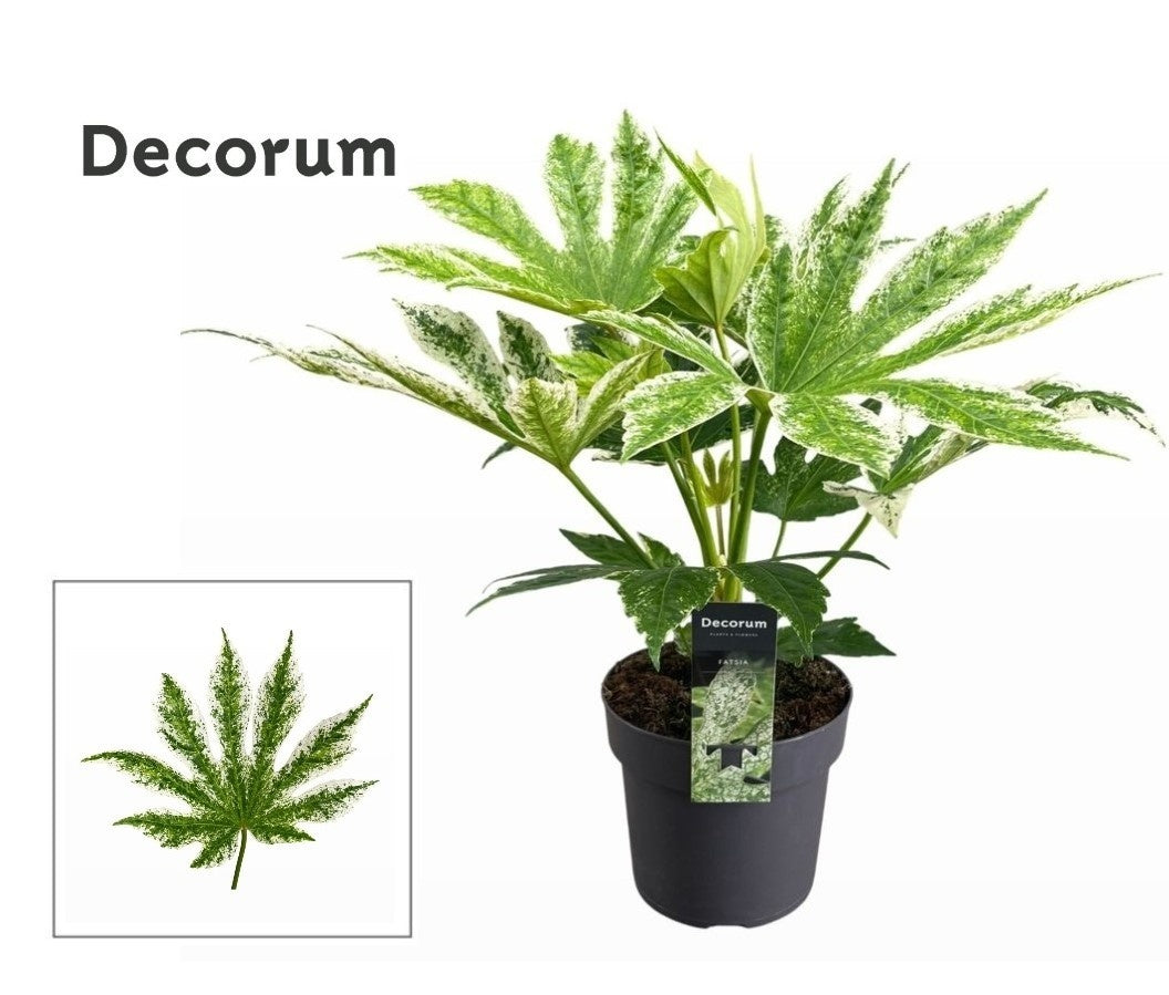 Kwekerij Laguna BV Fatsia jap. Variegata Pack of 4