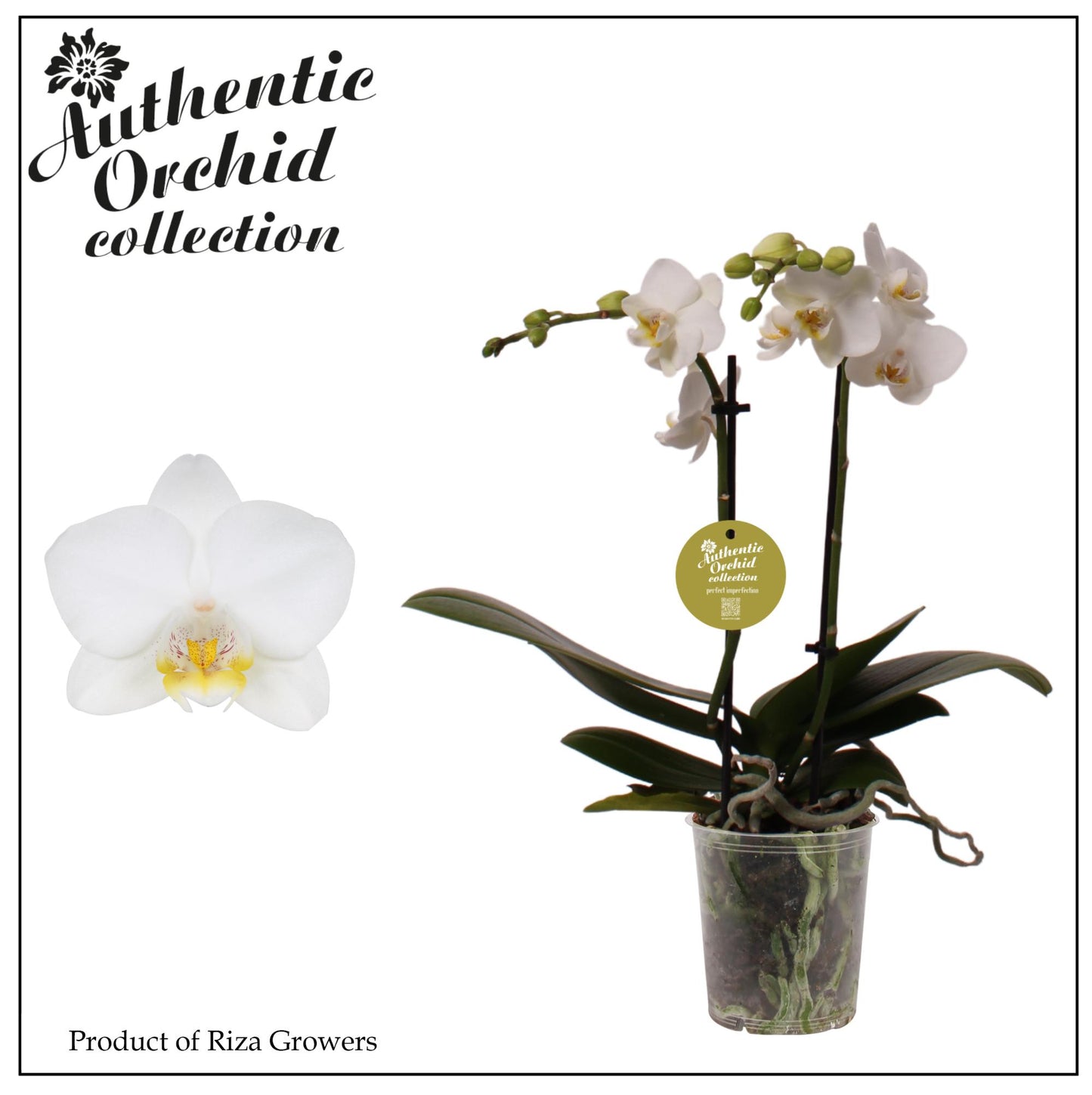 Phalaenopsis mf. mix Authentic 35cm 9cm Pot