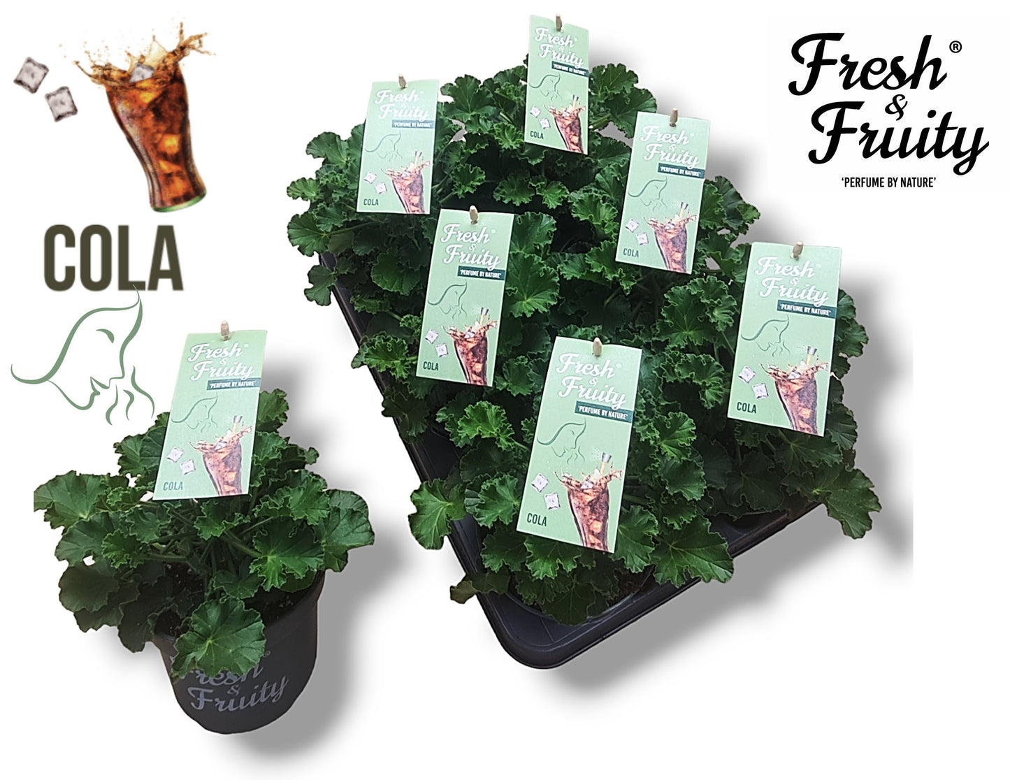 Pelargonium scented Cola Fresh 25cm 12cm Pot