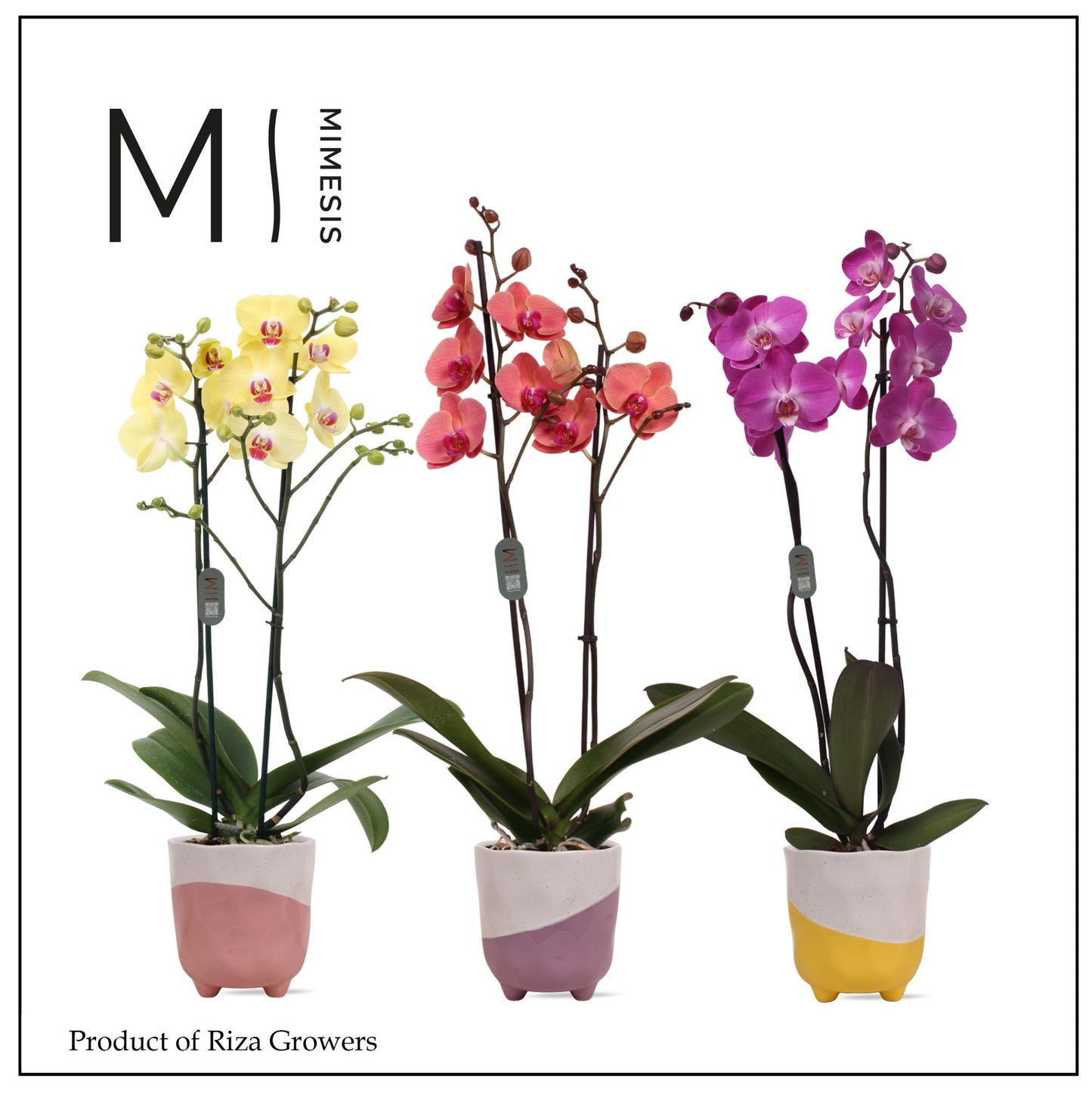 Phalaenopsis mix Mimesis 70cm 12cm Pot