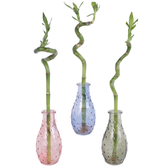 Drac. Lucky Bamboo 30cm 7cm Pot