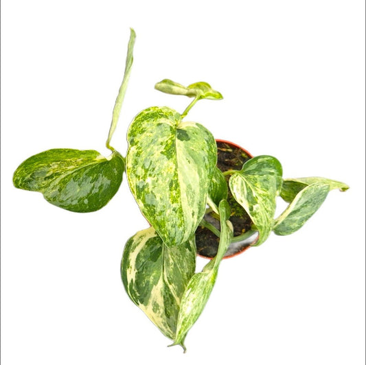 Scindapsus 15cm 7cm Pot