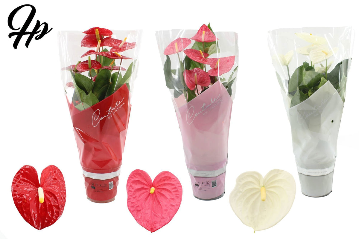 Anthurium mix 57cm 17cm Pot