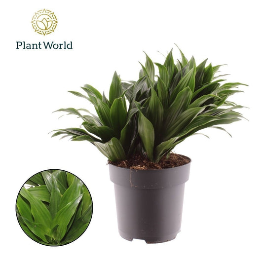 Dracaena fragrans Compacta 45cm 19cm Pot