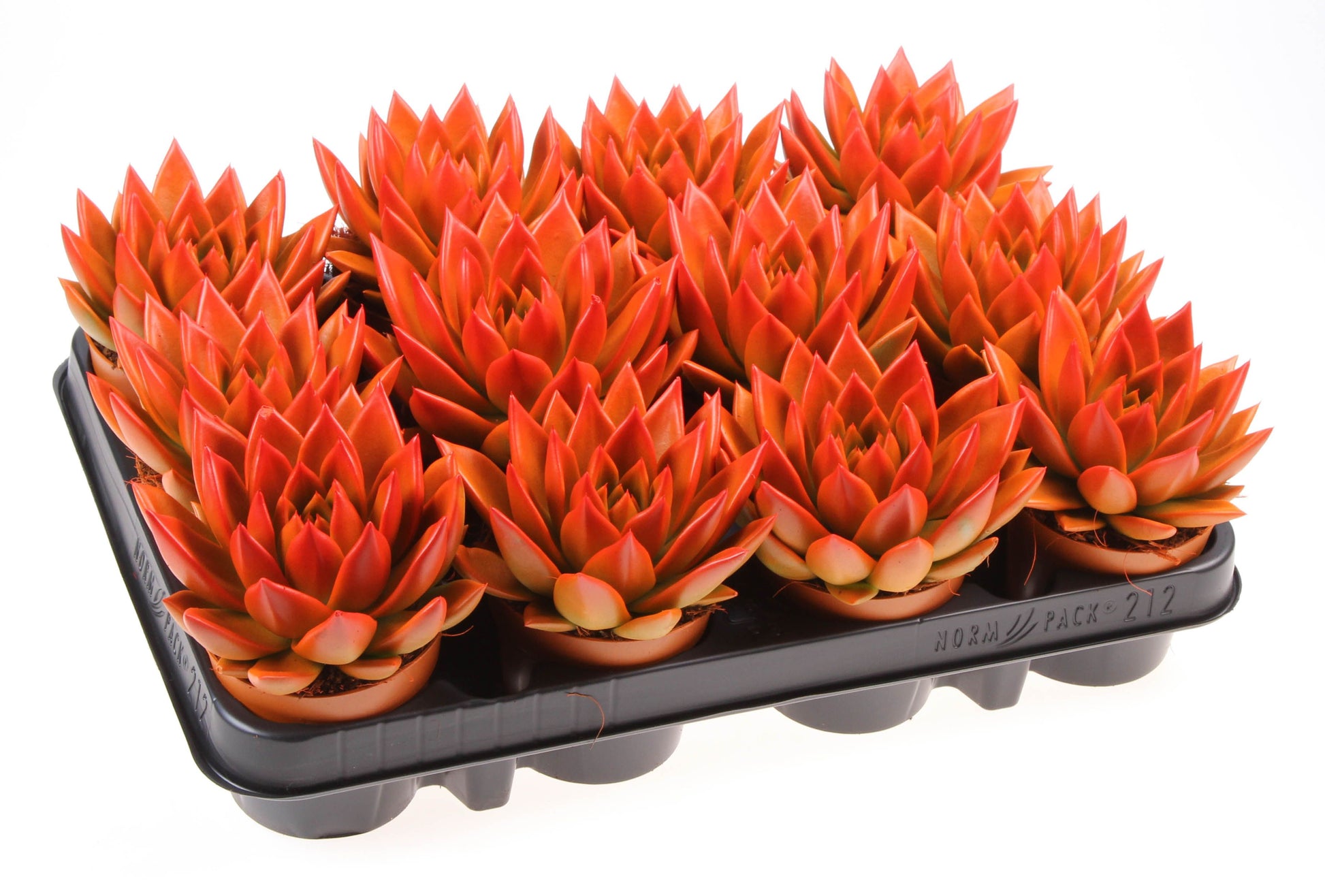 Rainbow bicolor orange + red point 10cm 8.5cm Pot