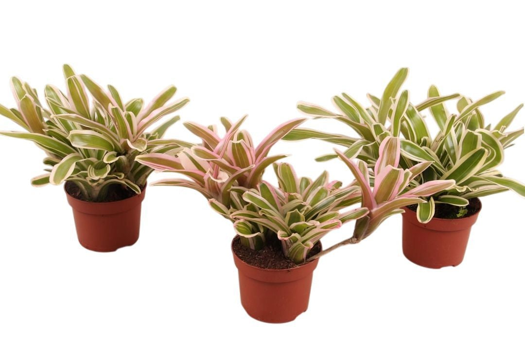 Rip Bromini BV Nidularium Striped Fireball Pack of 6