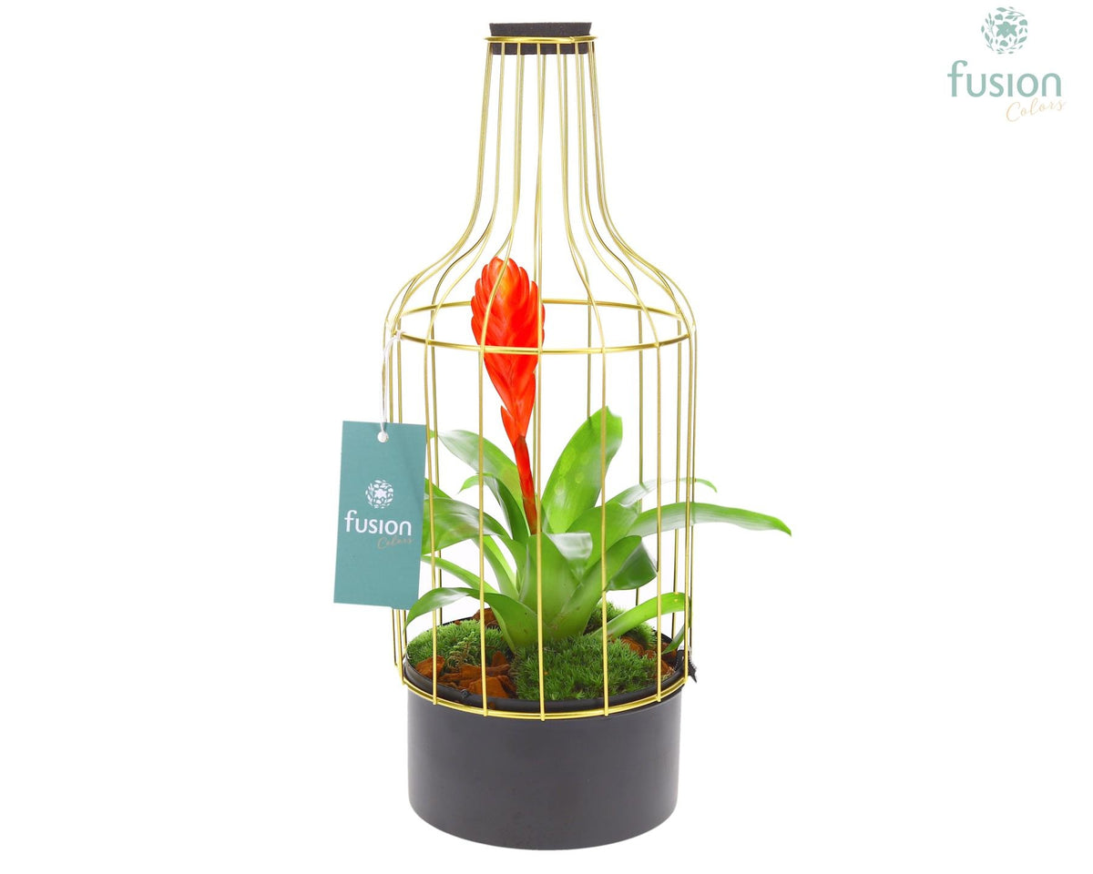 arr. Bromelia 43cm 15cm Pot