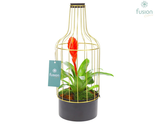 arr. Bromelia 43cm 15cm Pot