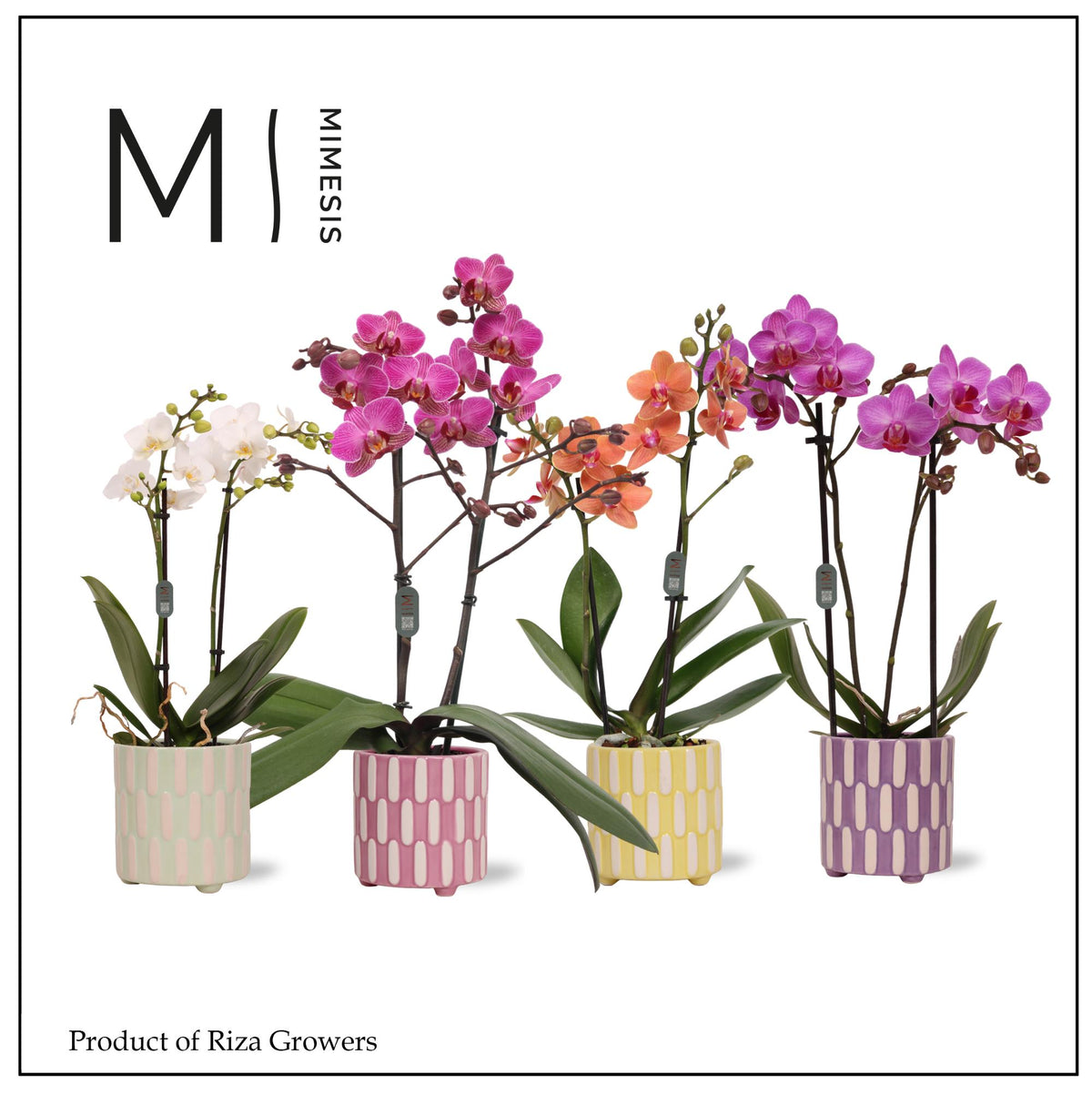 Phalaenopsis mix 32cm 9cm Pot