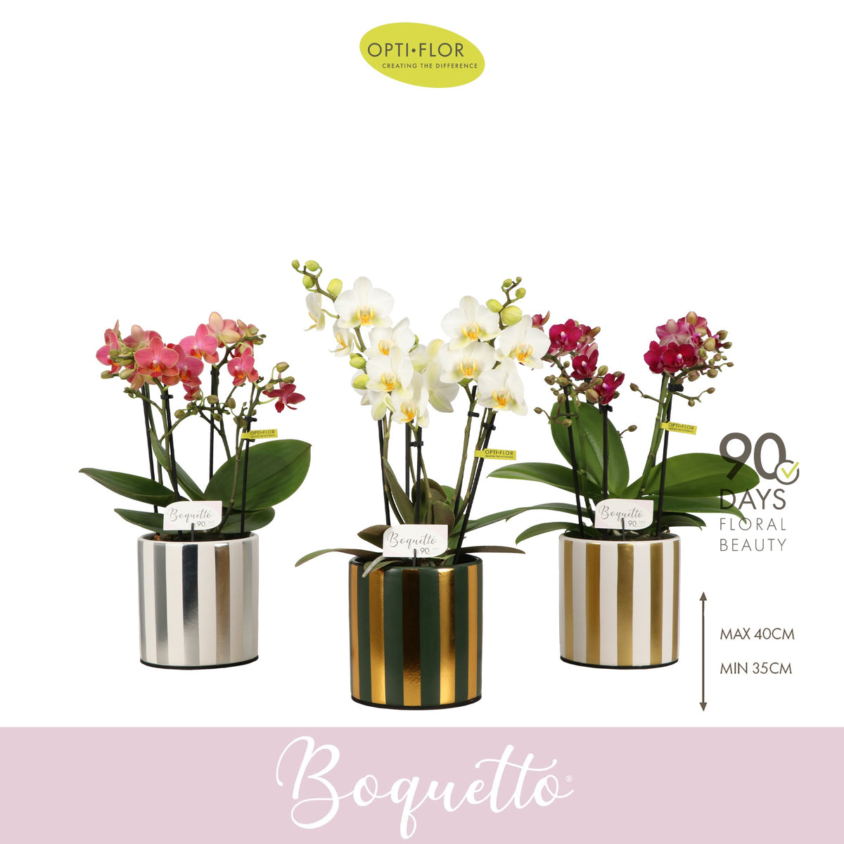 Phalaenopsis mix 35cm 12cm Pot