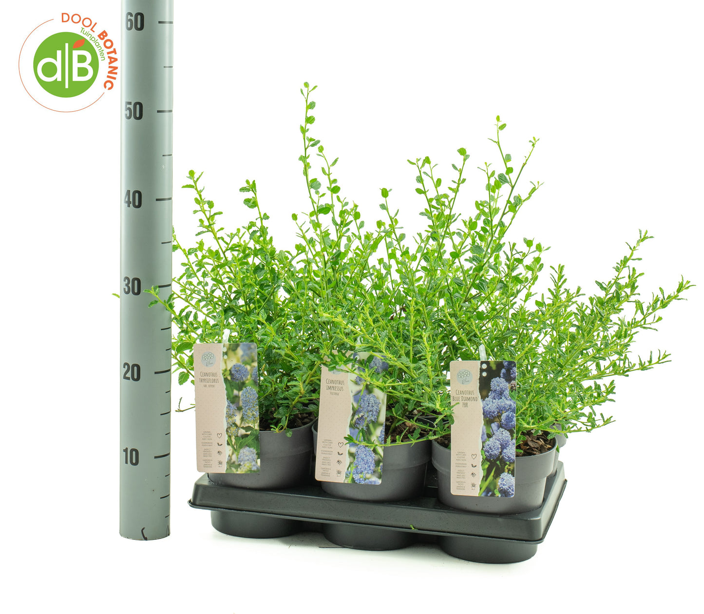 Dool Botanic Ceanothus impressus Pack of 6