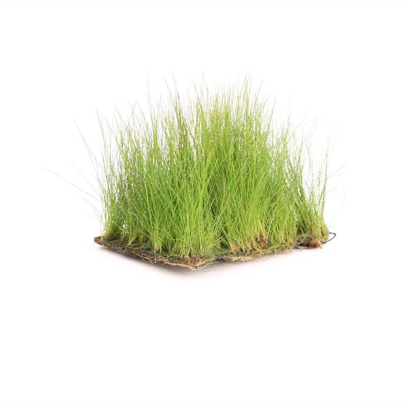 Waterplkw R. Moerings Eleocharis acicularis Pack of 3