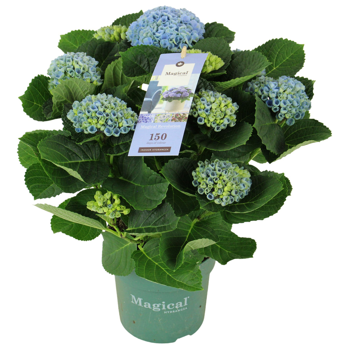 Hydrangea macrophylla Magical Revolution 35cm 14cm Pot