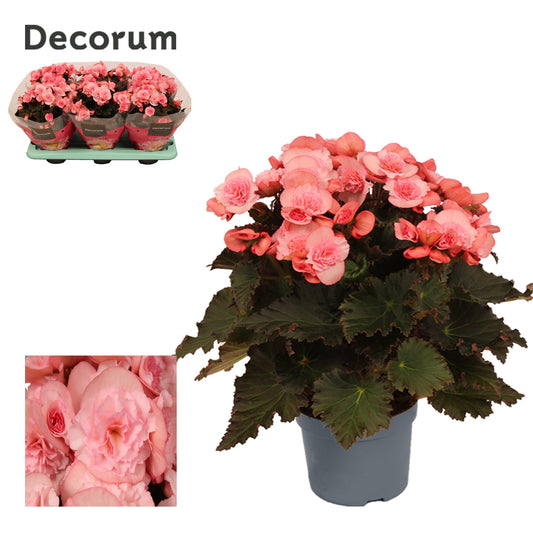 Begonia elatior Joy Pink 30cm 13cm Pot