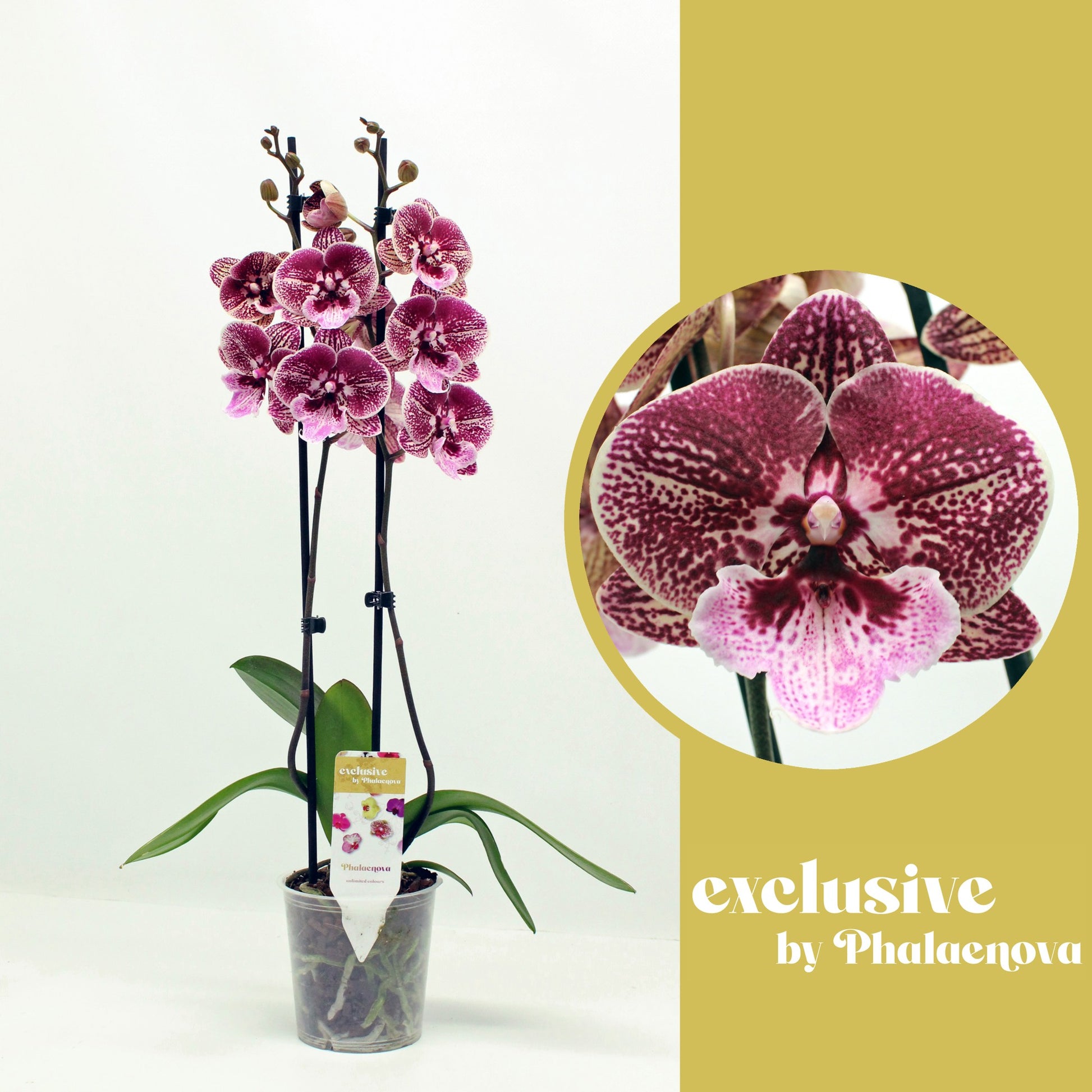 Phalaenopsis red 55cm 12cm Pot