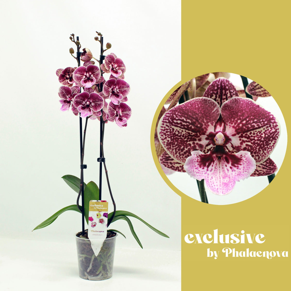 Phalaenopsis red 55cm 12cm Pot