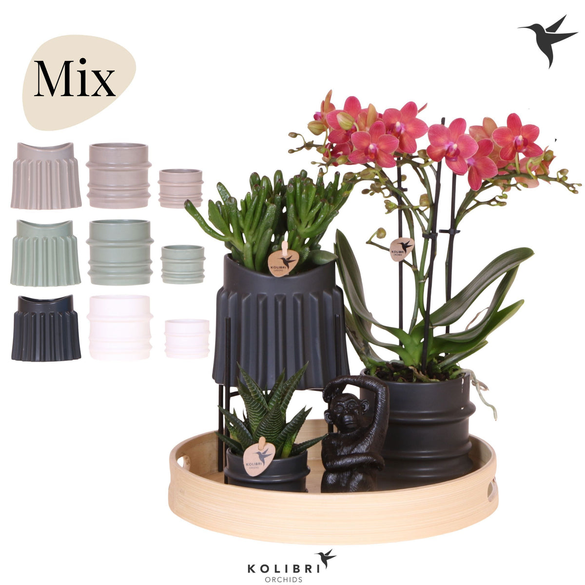 Phalaenopsis arrangement 40cm 30cm Pot