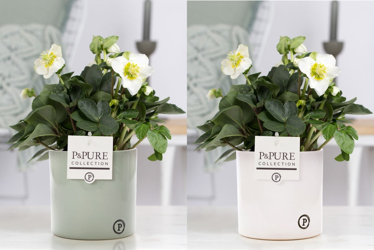 Helleborus niger Christmas Carol 30cm 12cm Pot