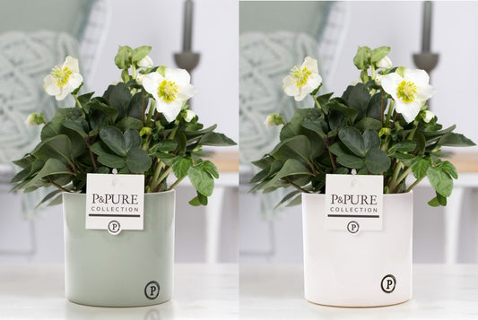 Helleborus niger Christmas Carol 30cm 12cm Pot