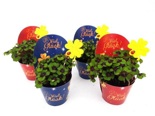 Oxalis deppei 15cm 7cm Pot