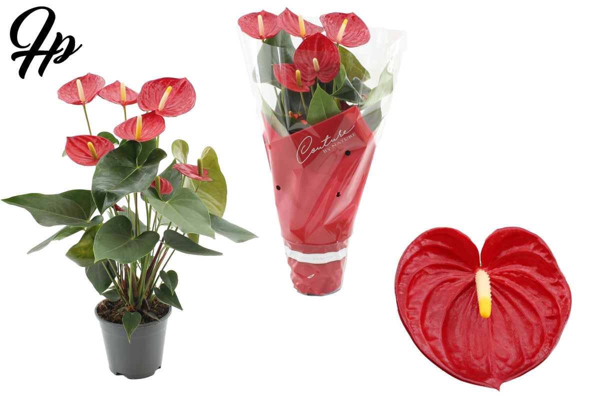 Anthurium Tremendo 45cm 14cm Pot