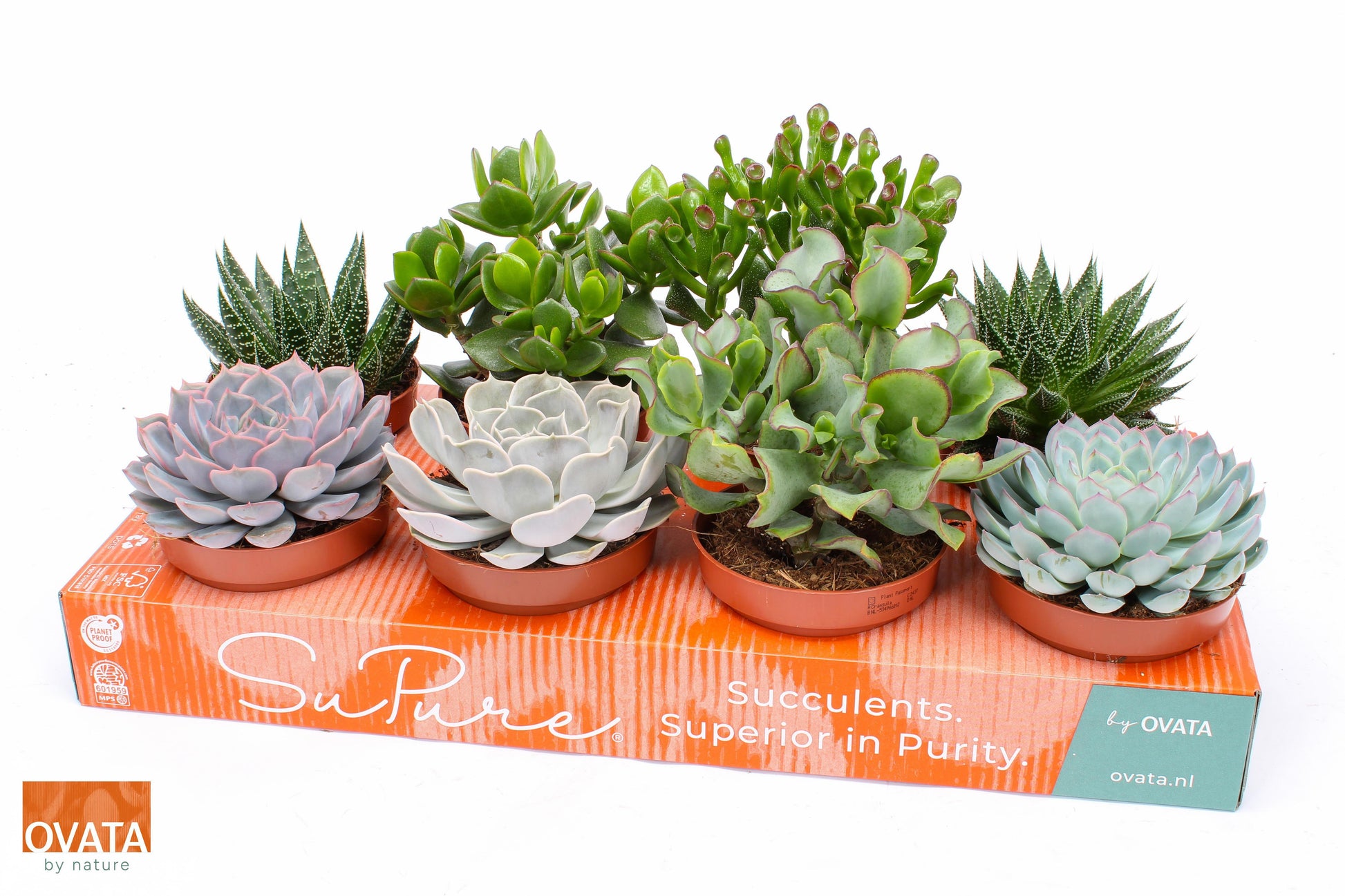 Succulenten mix 12cm 12cm Pot