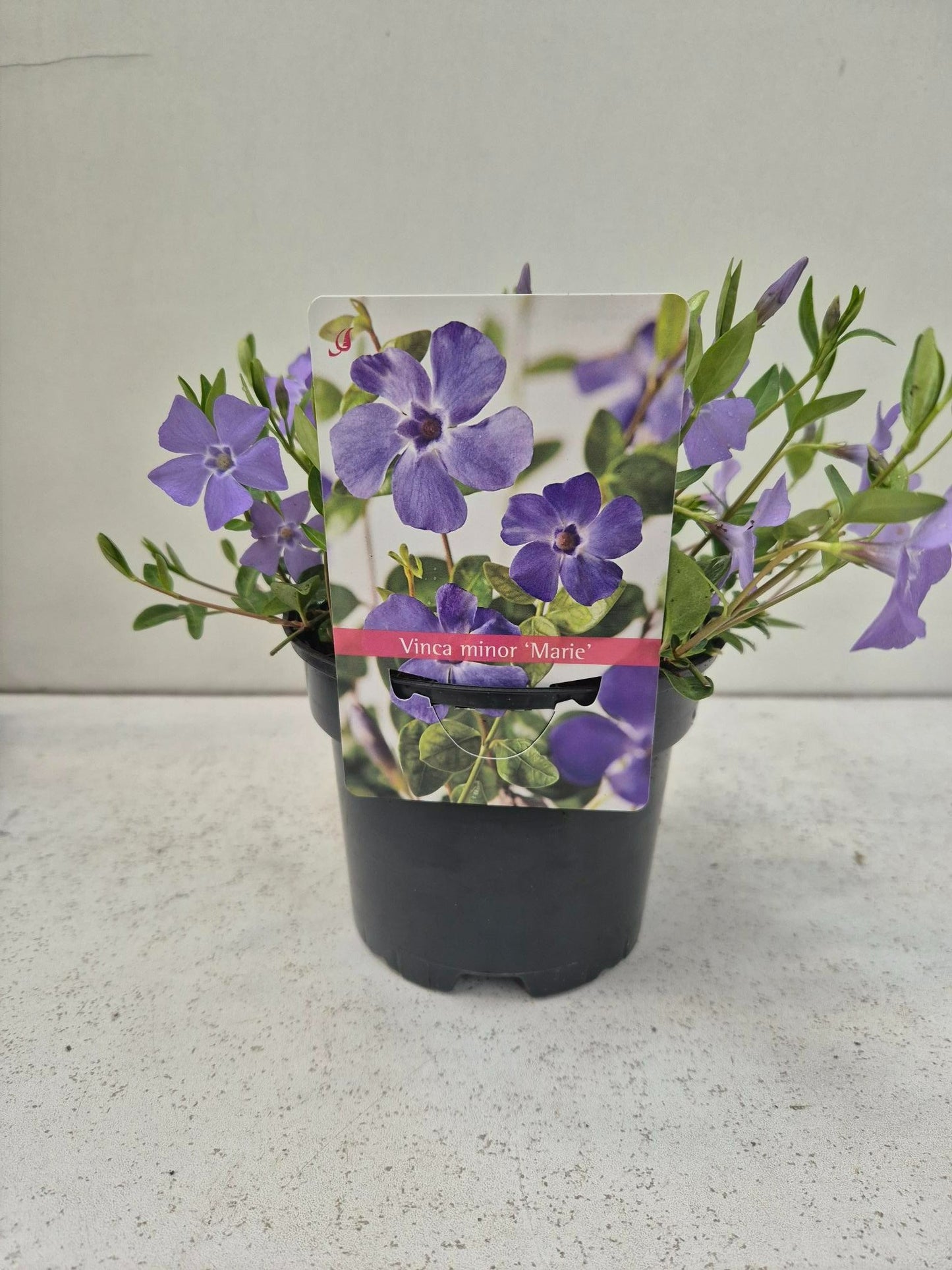 Vinca Marie 15cm 13cm Pot
