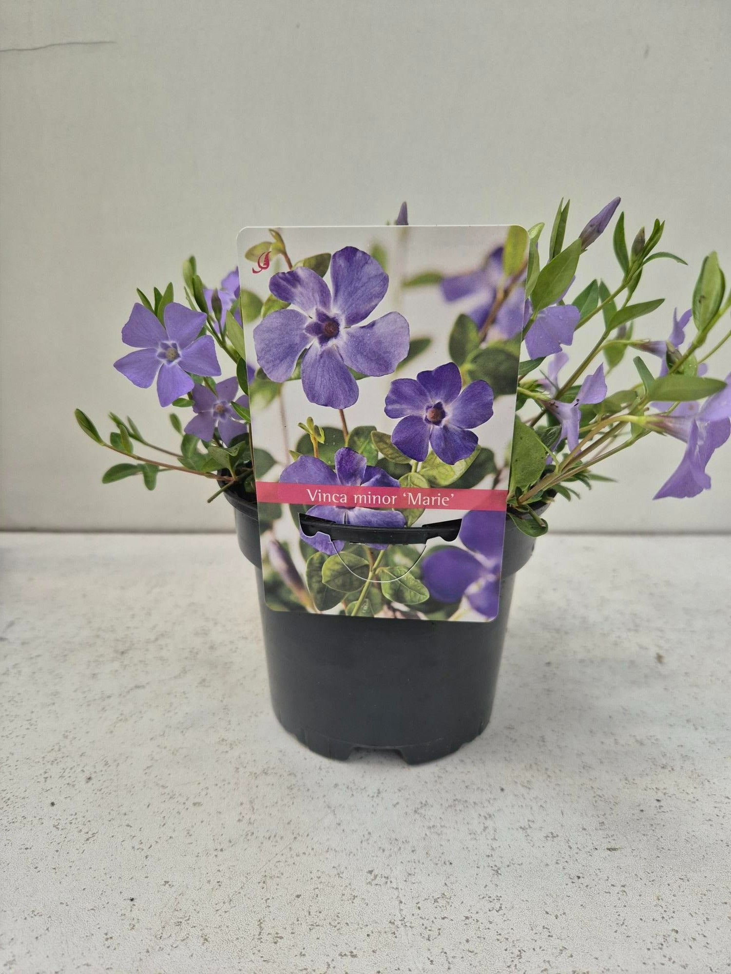 Vinca Marie 15cm 13cm Pot