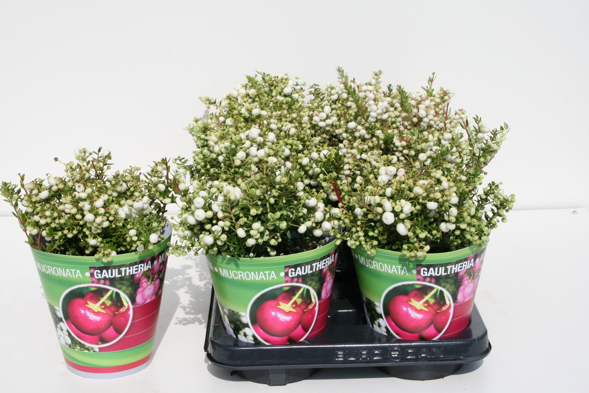 Gaultheria mucr. white 25cm 14cm Pot