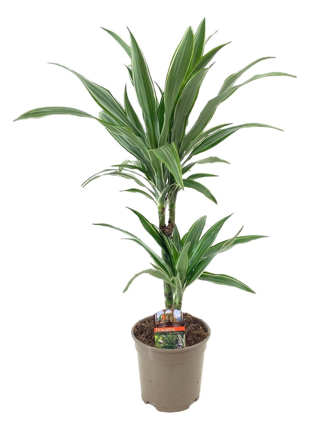 Dracaena fragrans Warneckei 30-10 65cm 17cm Pot