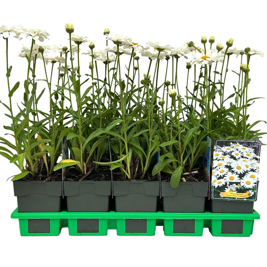 Leucanthemum vulgare 25cm 11cm Pot