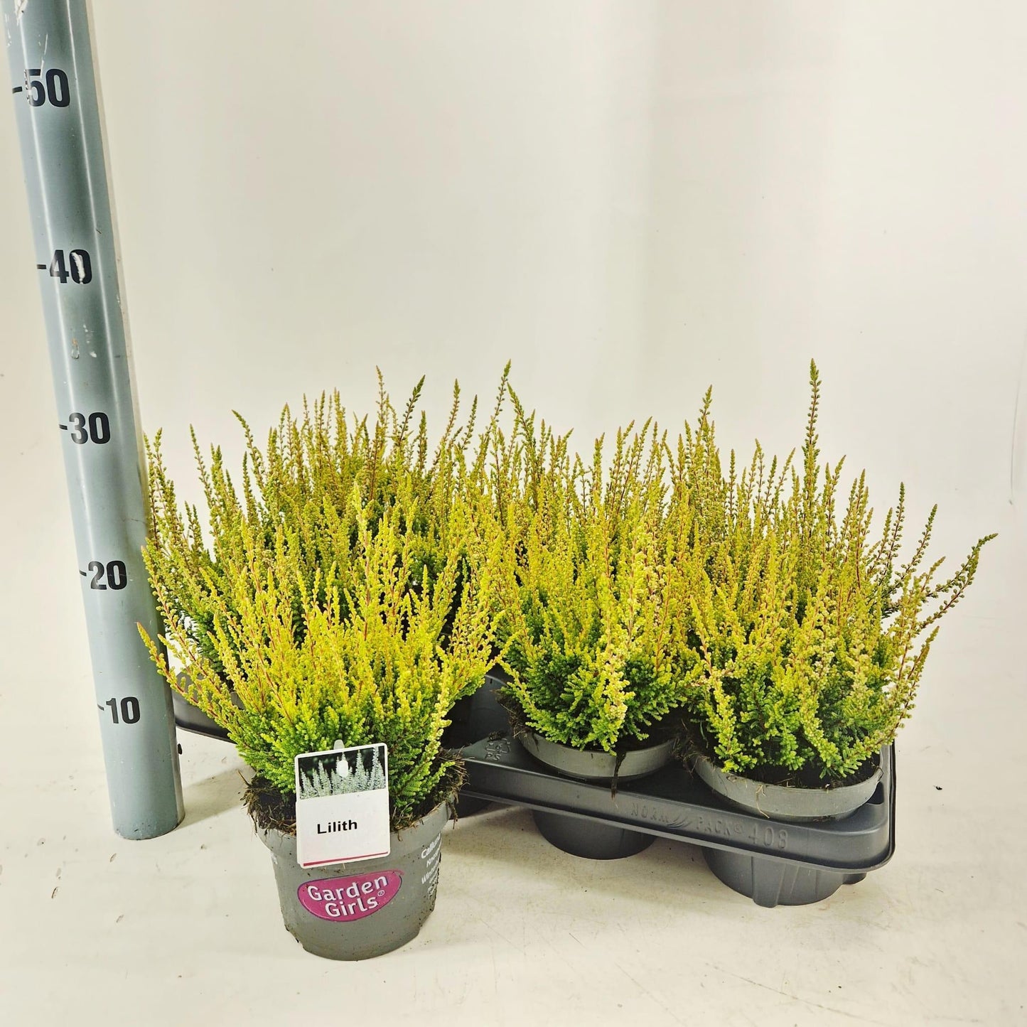Calluna Garden Girls Gina 25cm 13cm Pot