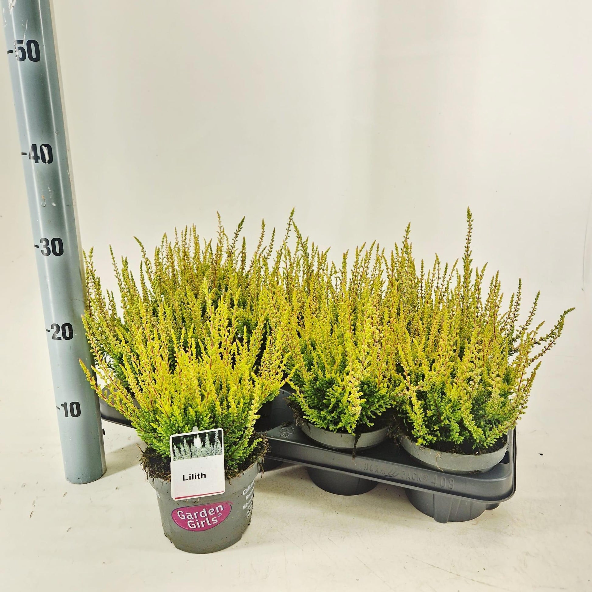 Calluna Garden Girls Gina 25cm 13cm Pot