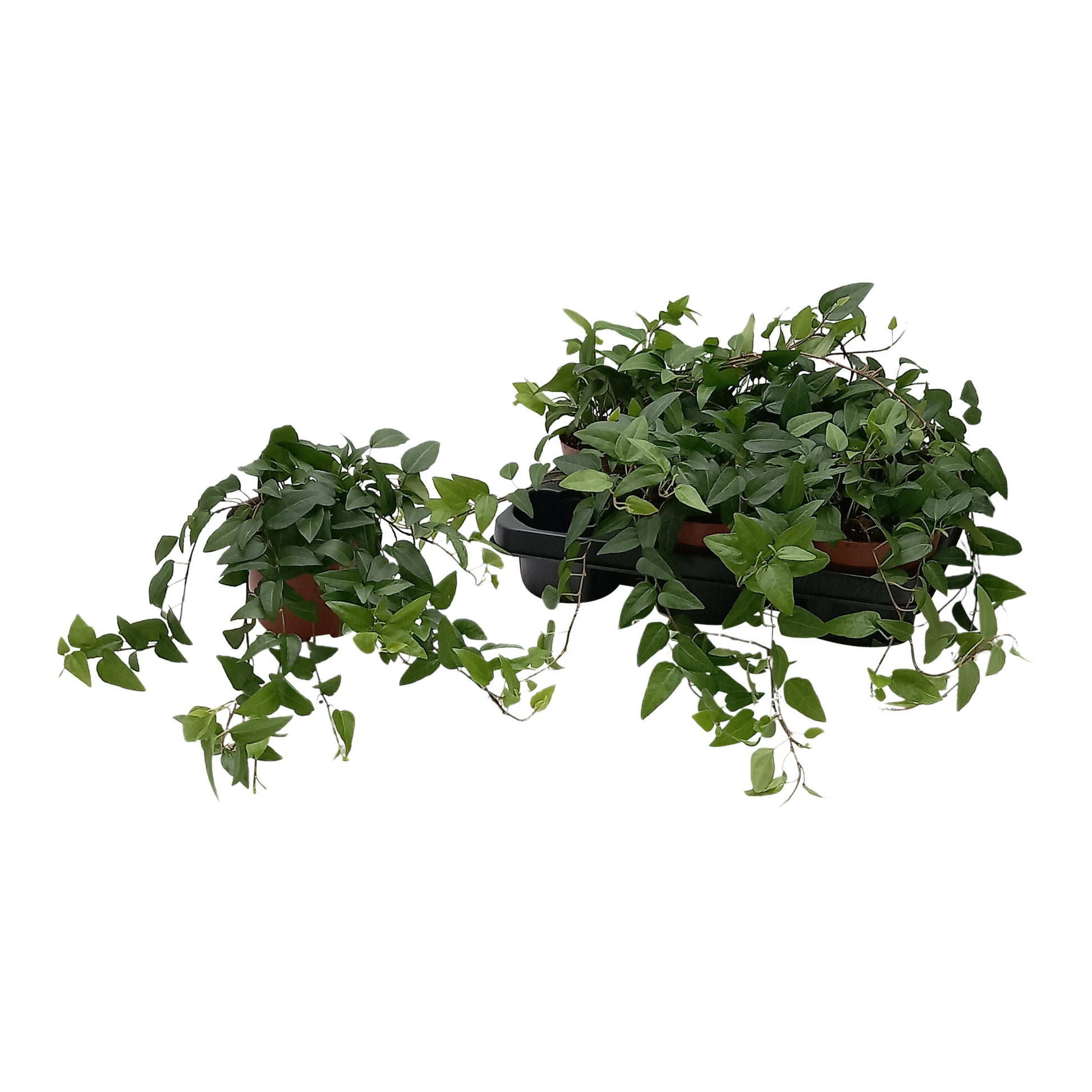 Quakelplant BV Hedera helix Pack of 8