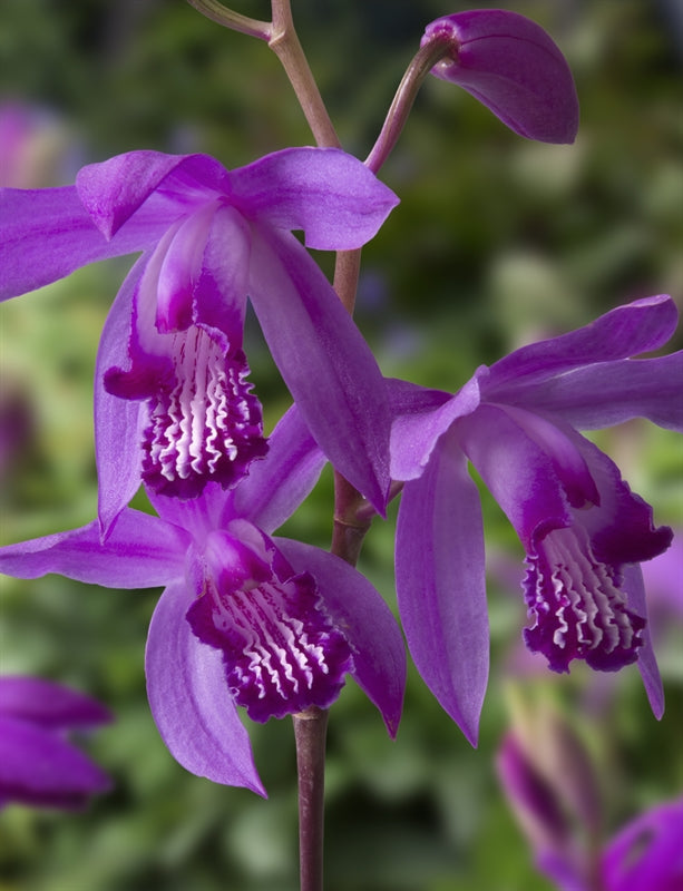 Waterplkw R. Moerings Bletilla striata Pack of 6