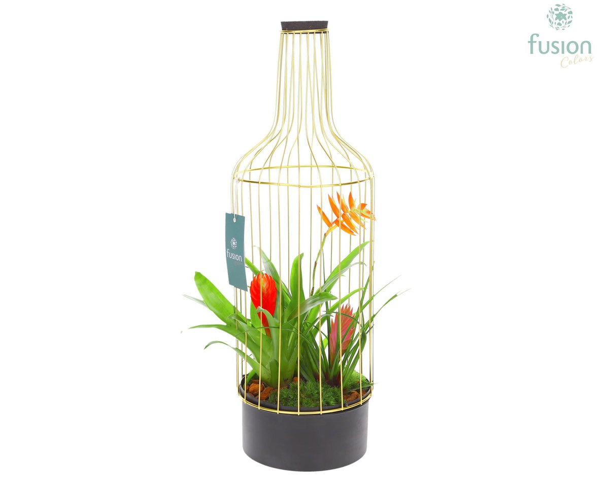 arr. Bromelia 55cm 17cm Pot