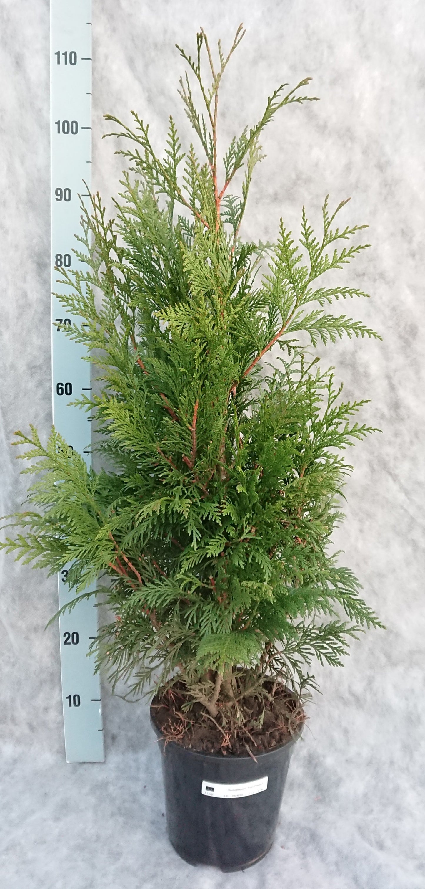 Thuja plicata Excelsa 95cm 21cm Pot