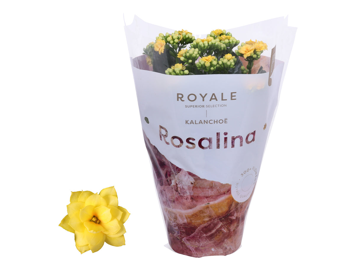 Kalanchoe Rosalina Don Amarillo 27cm 12cm Pot
