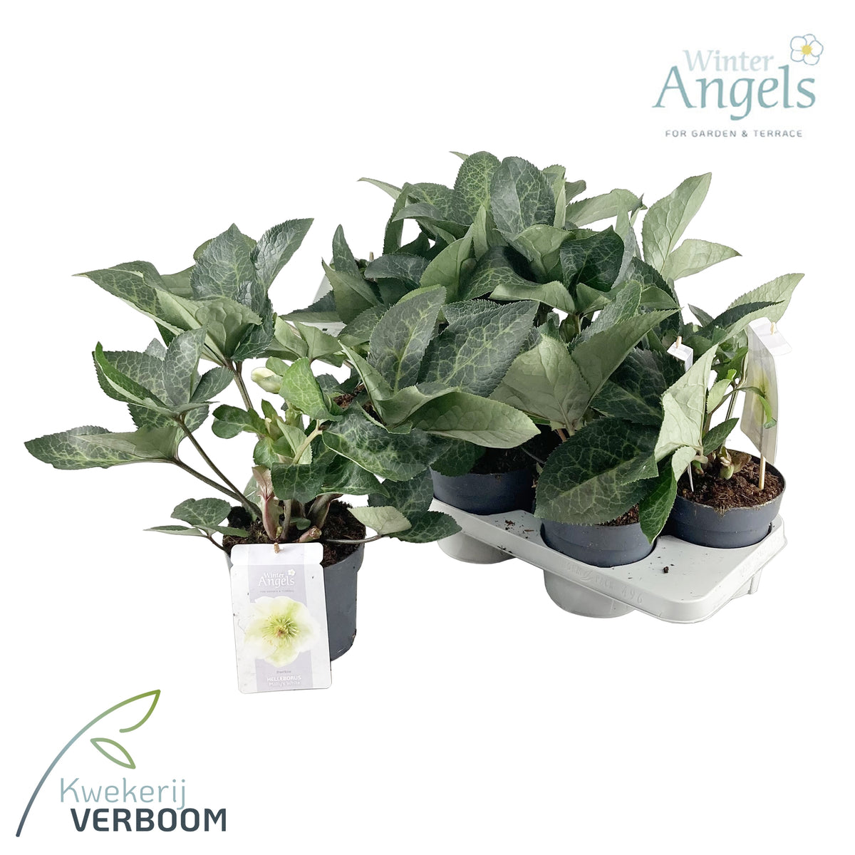Helleborus Frostkiss Molly's White 45cm 15cm Pot