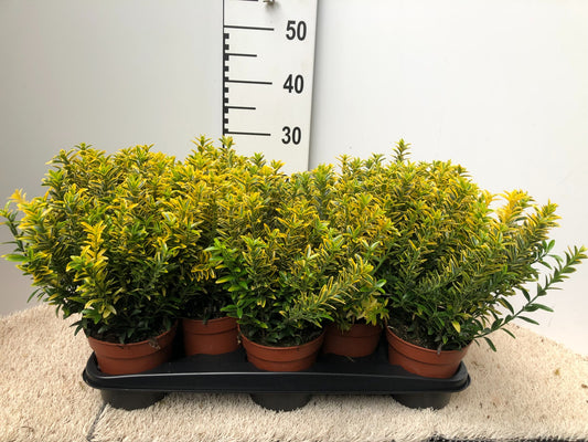 Euonymus japonicus Microphyllus Aureovariegatus 30cm 13cm Pot