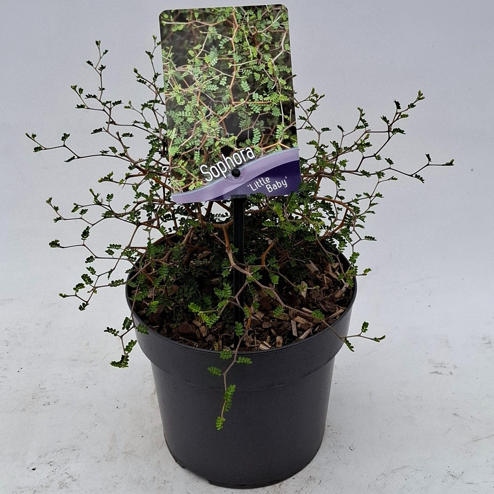 J.C.A.M. van Acht Sophora pros. Little Baby Pack of 6