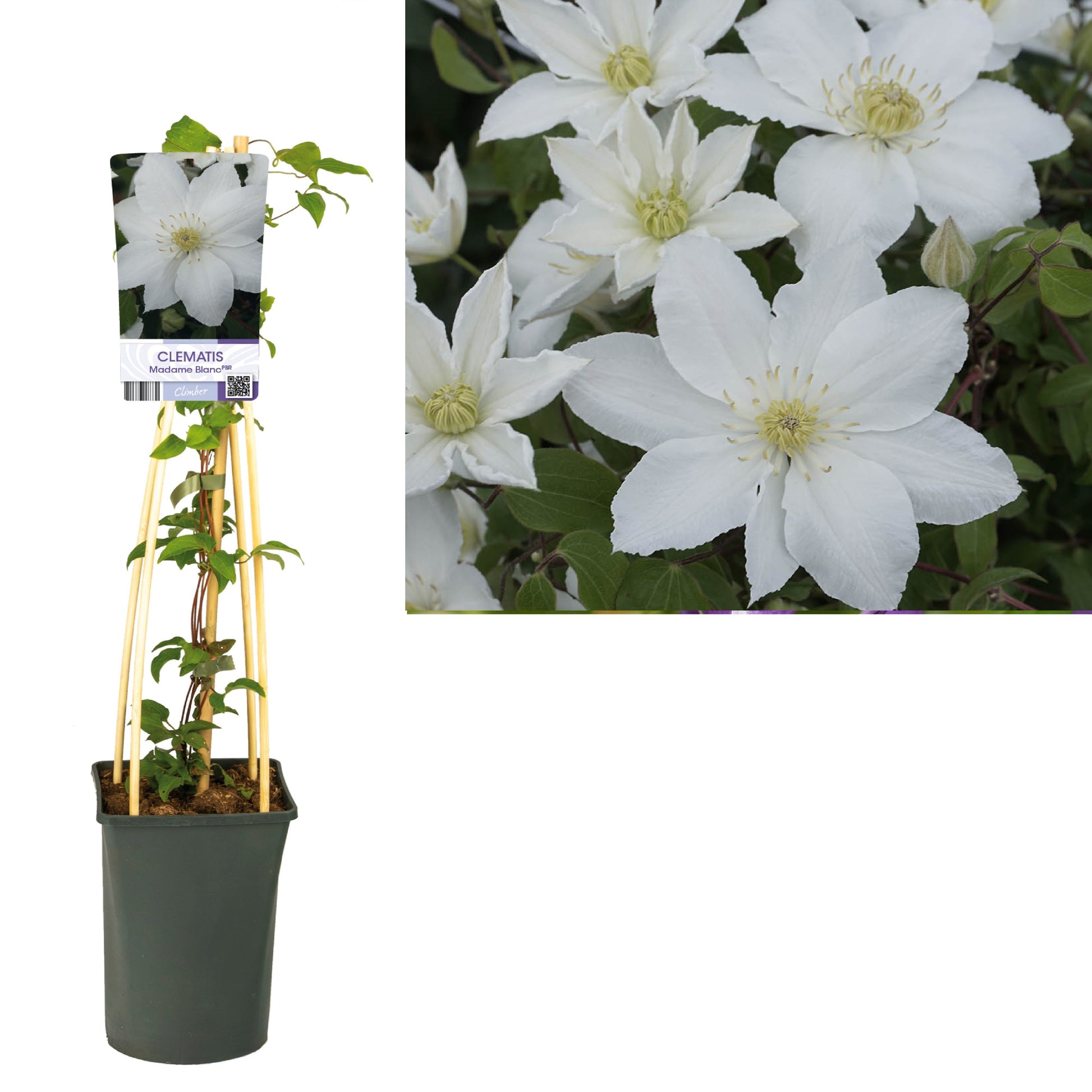 Clematis hybrid mix 75cm 17cm Pot