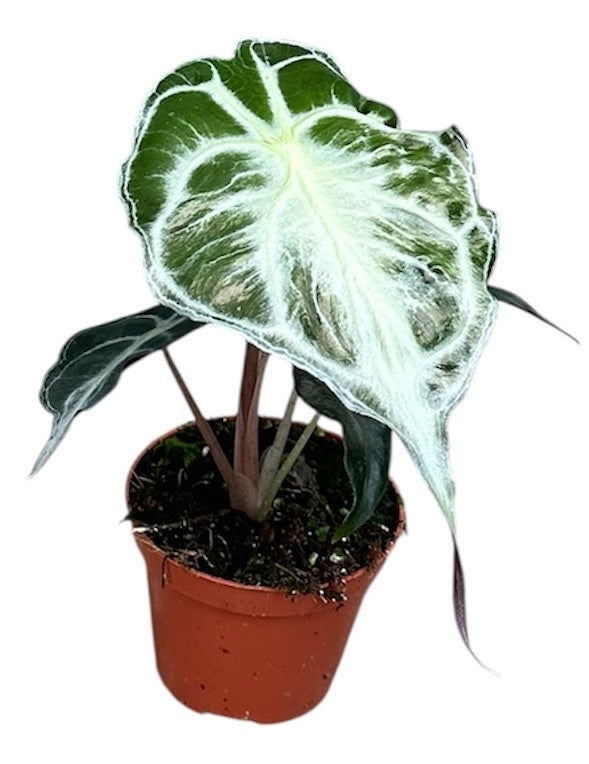 Alocasia amazonica 12cm 8cm Pot